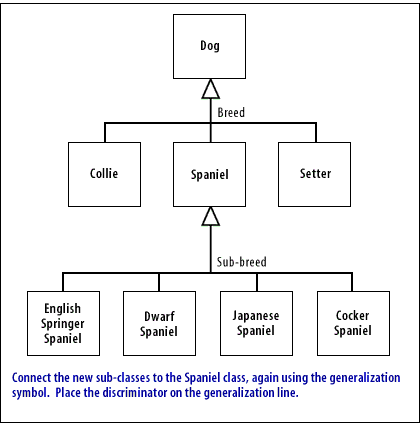 Connect the new sub-classes to the Spaniel class, again using the generalization symbol. Place the discriminator on the generalization line.